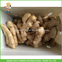 Chinese Fresh Ginger Air Dried Ginger Size 200gm & up Packing 10kg PVC Box